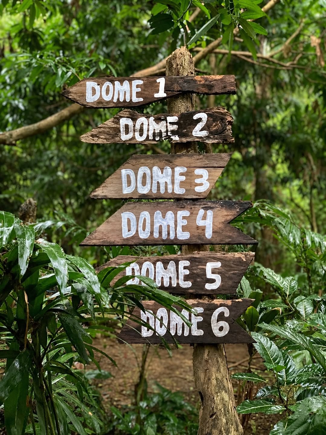 Natural surroundings and forest at Domescape Nasugbu